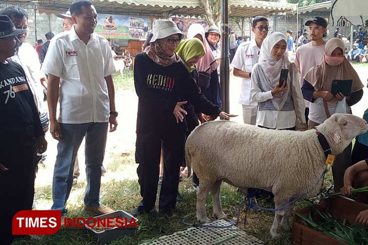 Budidaya Domba dan Kambing Kabupaten Kediri Simpan Potensi Besar