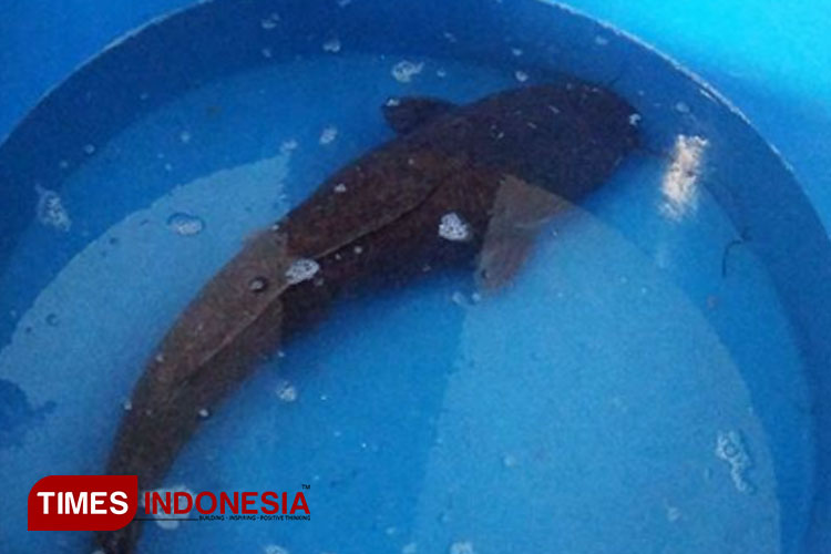 Lele Berbobot 12,44 Kg Catat Rekor Baru di Kediri