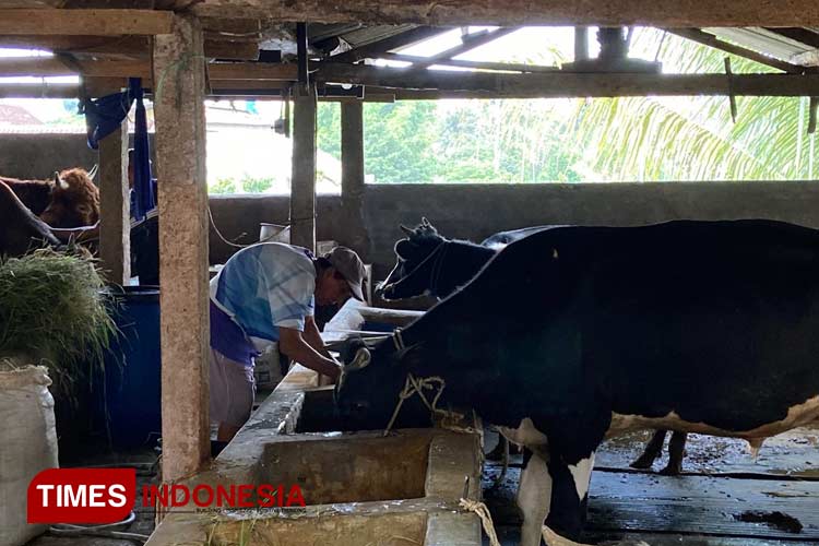 Sejumlah sapi siap kurban yang berada di peternakan Sanan, Kota Malang. (Foto: Rizky Kurniawan Pratama/TIMES Indonesia)