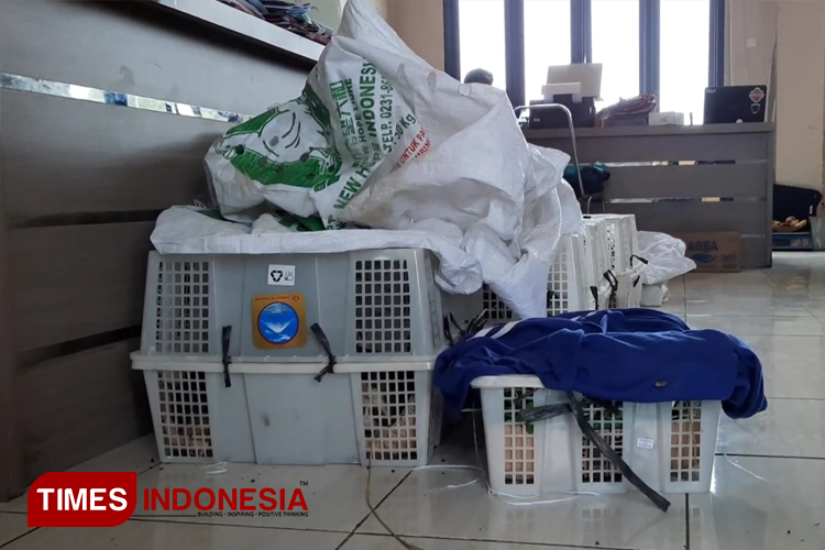 Puluhan Kancil (Tragulus Kanchil) yang sudah dipacking dan siap jual diamankan jajaran Polres Tasikmalaya, pada Senin (27/5/2024) (Foto: Deden)
