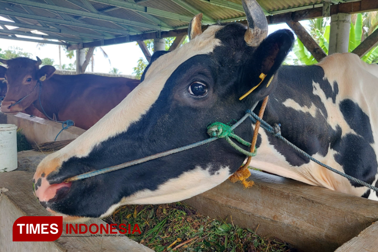 Ternak hewan sapi di Banyuwangi. (Foto: Anggara Cahya/TIMES Indonesia)