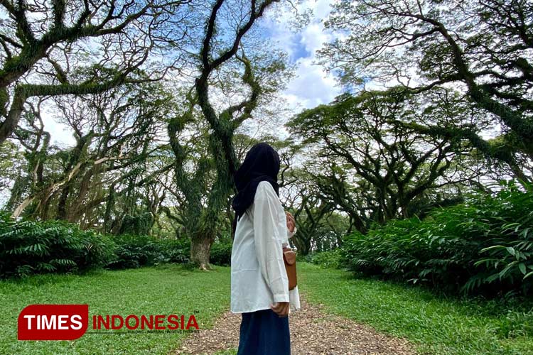 Panorama keindahan wisata alam Banyuwangi De Djawatan. (Foto: Fazar Dimas/TIMES Indonesia)
