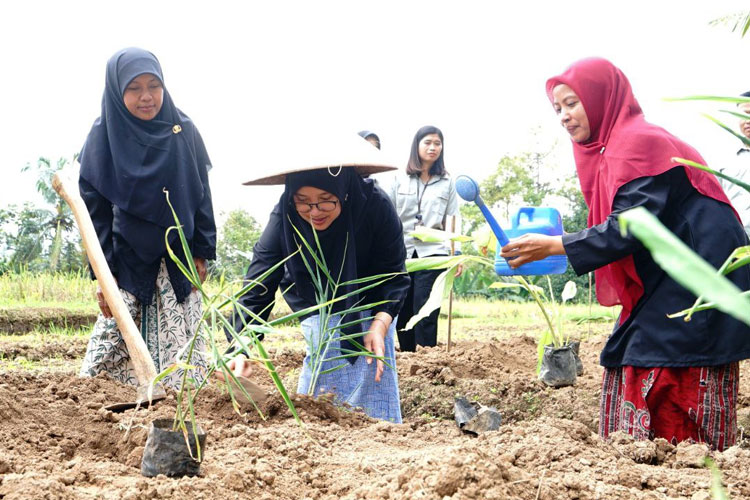 Bupati Ipuk saat meninjau usaha jamu dan menanam tanaman jahe di Desa Segobang (FOTO: Pemkab Banyuwangi)