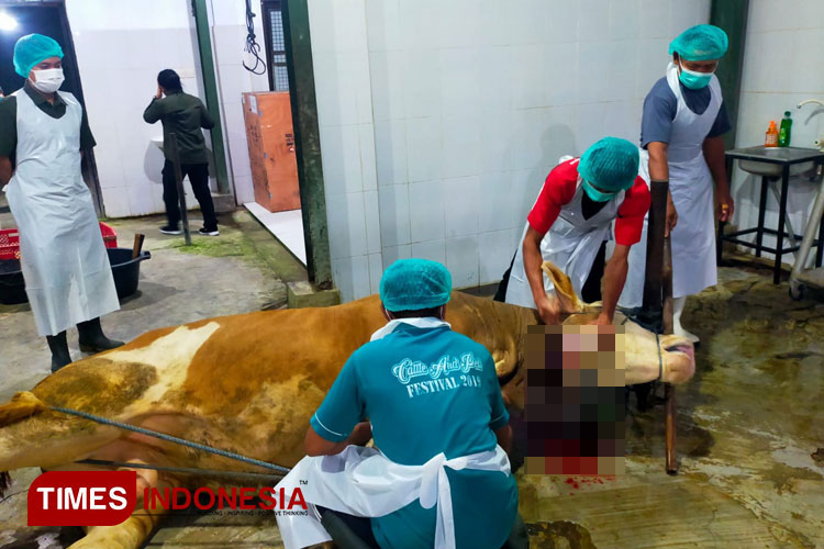 Juru sembelih halal Banyuwangi saat sedang memotong sapi. (Foto: Dok TIMES Indonesia)
