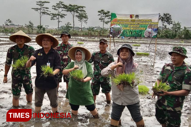 Dandim 0818/Malang Baru dan jajarannya beserta Dinas TPHP Kabupaten Malang dan BSIP Jestro Wilayah Kabupaten Malang melakukan tanam padi bersama di Kecamatan Turen, Kabupaten Malang. (Foto: Amin/TIMES Indonesia)