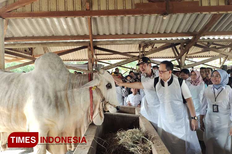 Sapi-Warga-Lamongan-2.jpg