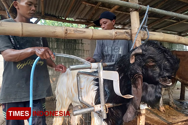 Salon-Kambing-a.jpg