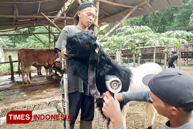 Kambing di tempat Dian dikeringkan menggunakan jairdraier setelah dimandikan. (FOTO : Rohmadi/TIMES Indonesia)