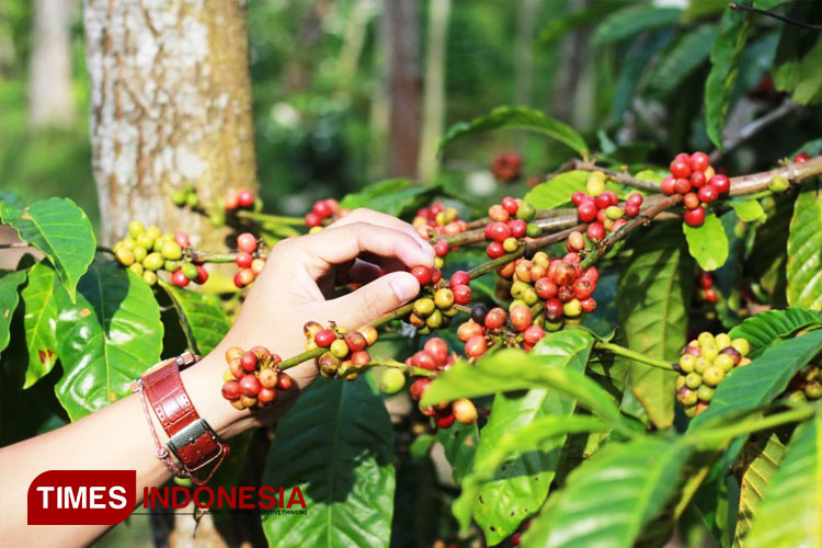 Kopi.jpg
