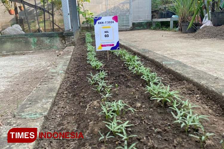 Penanaman bibit sayur di lahan sempit Kelurahan Winongo oleh mahasiswa KKN UNIPMA. (Foto: Humas UNIPMA for TIMES Indonesia)