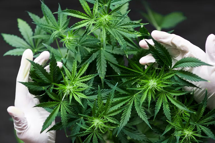Pasukan Elang Polrestabes Surabaya Borgol Pengendara Motor Pembawa Ganja