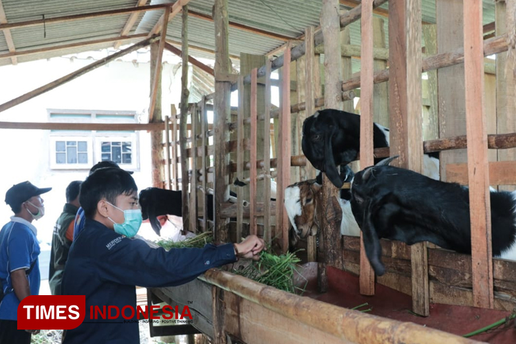 Suasana kendang salah satu peternak kambing binaan PT Bumi Suksesindo (PT BSI). (Foto : Dokumentasi TIMES Indonesia)