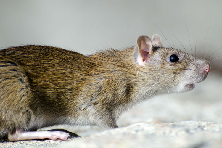 Ilustrasi tikus, hewan pembawa penyakit Leptospirosis. (Foto: Freepik)