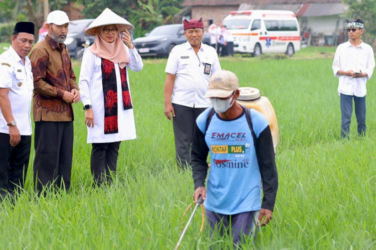 Foto. Bupati Banyuwangi Ipuk Fiestiandani Azwar Anas, saat mengunjungi lahan pertanian organik di Desa Sumberbaru, Kecamatan Singojuruh. (Foto: Humas Pemkab Banyuwangi for TIMES Indonesia).