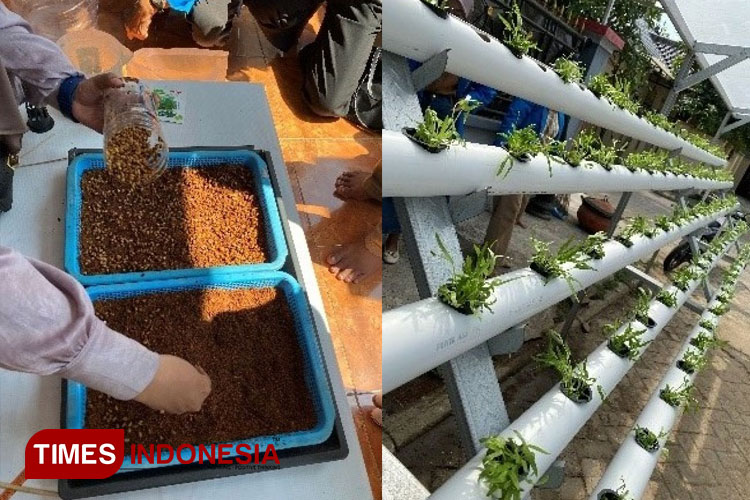 membuat-tanaman-hidroponik.jpg