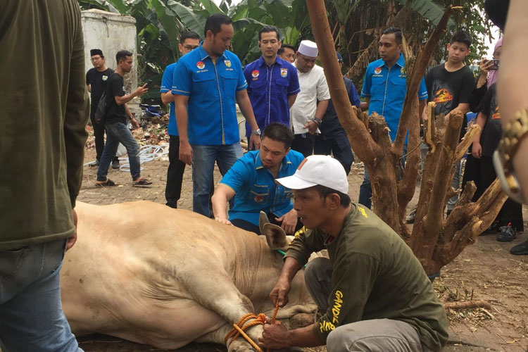 Pemotongan Hewan Qurban oleh DPP KNPI. (FOTO: Ist)