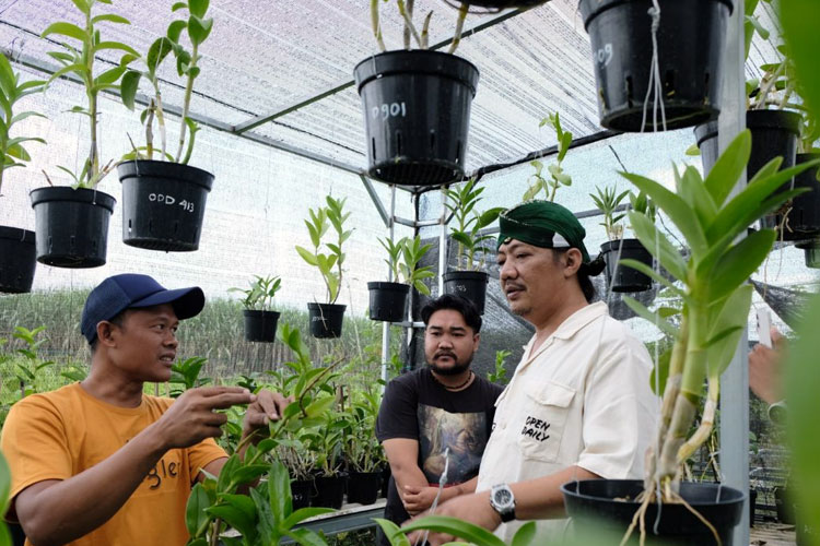 Deny Widyanarko saat berkunjung ke salah satu kebun anggrek (foto : dok Instagram Deny Widyanarko) 