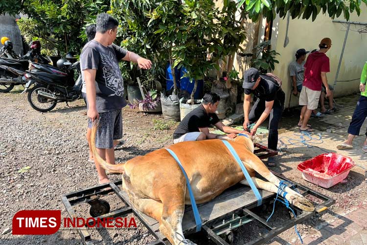 Antisipasi Sapi Berontak, LDII Banyuwangi Punya Alat Khusus untuk Penyembelihan Hewan Kurban