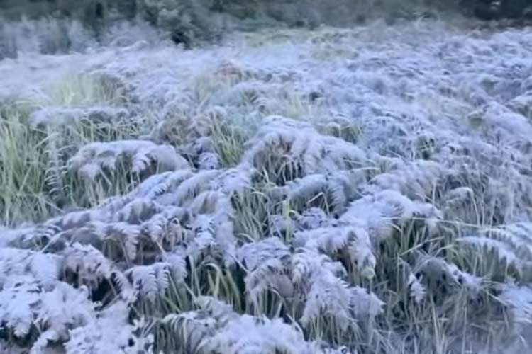 Upas Gunung Bromo Warnai Perayaan Yadnya Kasada Suku Tengger Probolinggo