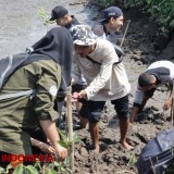 Hadapi Perubahan Iklim, Pelajar hingga Akademisi Tanam Mangrove di Banyuwangi