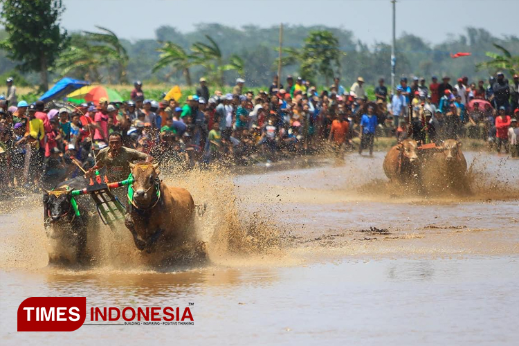 karapan-sapi-2.jpg