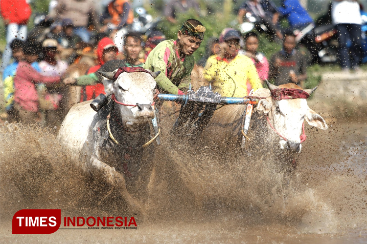 Peserta karapan sapi brujul Kota Probolinggo. (Foto: Ryan Haryanto/TIMES Indonesia)