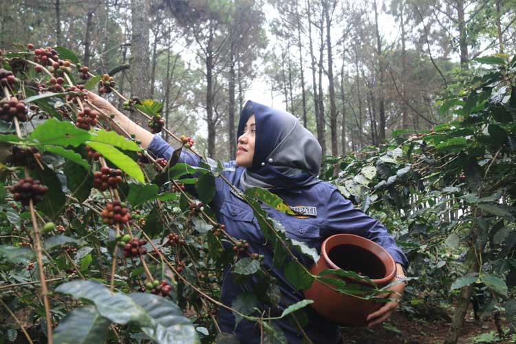 Bupati Mojokerto, Ikfina Fahmawati pada saat memetik kopi Trawas, Kabupaten Mojokerto. (FOTO: Dok. TIMES Indonesia)