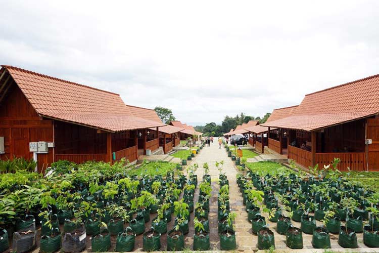 Keterangan foto: Gugusan Rumah Osing yang dikelilingi taman bunga di Agrowisata Tamansuruh (AWT), menampilkan keotentikan budaya asli Suku Osing masyarakat asli Banyuwangi (Humas Pemkab for TIMES Indonesia).