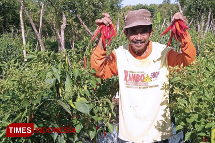 Dapat Dukungan Ditjen Hortikultura, Sleman Jadi Sentra Produksi Cabai Nasional