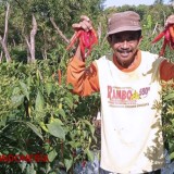 Dapat Dukungan Ditjen Hortikultura, Sleman Jadi Sentra Produksi Cabai Nasional