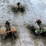 Karapan Kerbau di Lumajang, Tradisi Gotong Royong dan Kebudayaan Agraris