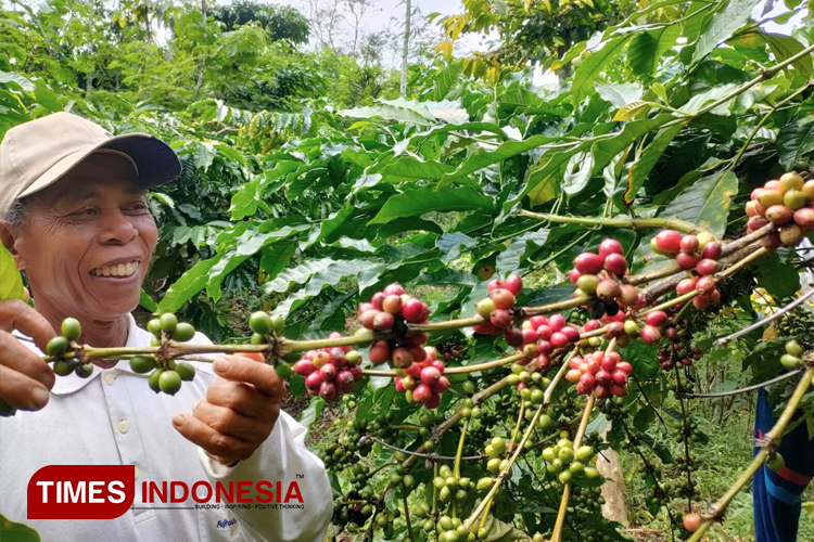 Petani Kopi Robusta di Desa Pakis Baru, Nawangan, Pacitan, Senen menunjukkan biji kopi siap petik. (FOTO: Yusuf Arifai/TIMES Indonesia) 
