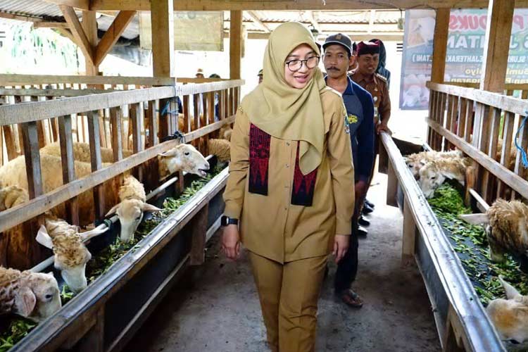 Foto. Bupati Banyuwangi Ipuk Fiestiandani saat mengunjungi peternakan domba di Desa Sumbermlyo (Foto: Humas Pemkab Banyuwangi for TIMES Indonesia)