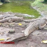 Bandung Zoo Gelar Program Zoo Keeper Trainee, Pertama di Indonesia