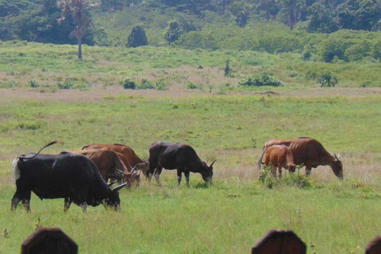 Populasi Satwa Prioritas di Taman Nasional Alas Purwo Banyuwangi Terus Berkembang
