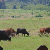 Populasi Satwa Prioritas di Taman Nasional Alas Purwo Banyuwangi Terus Berkembang