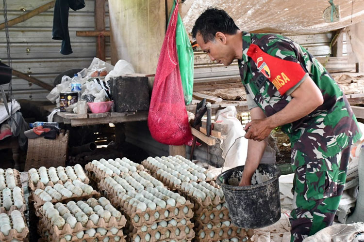 Serma Nurjain sedang memanen telur bebek (Foto: Istimewa)
