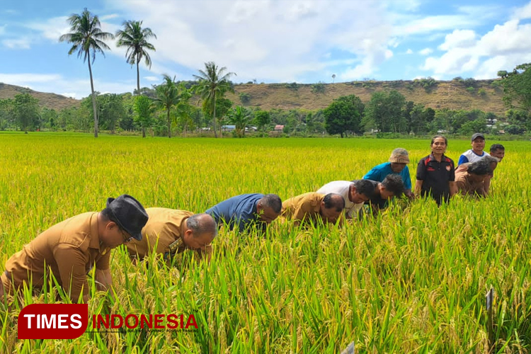 panen-raya-padi-2.jpg