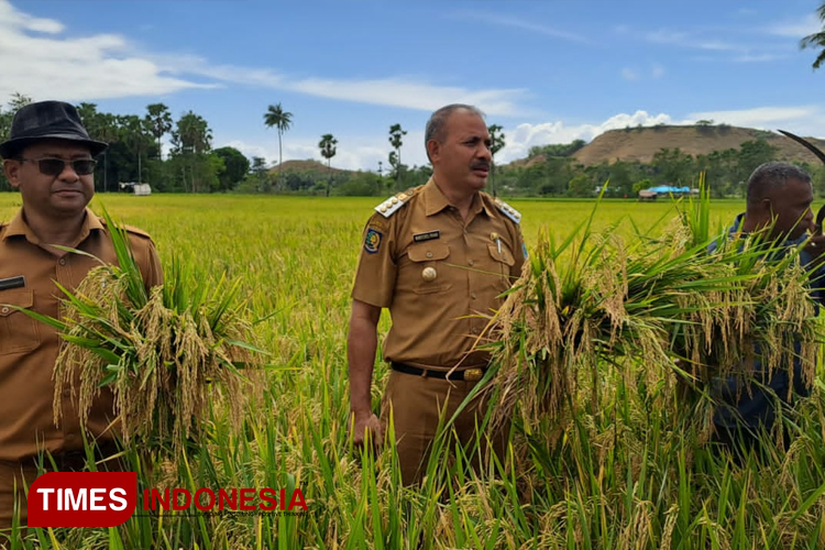 Bupati Sumba Timur Khristofel Praing bersama petani Mauliru panen raya padi. (FOTO: Habibudin/TIMES Indonesia)