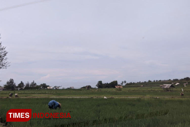 Petani di Donorojo Pacitan tengah merawat Padi Gogo di lahan bukan sawah. (FOTO: Yusuf Arifai/TIMES Indonesia)