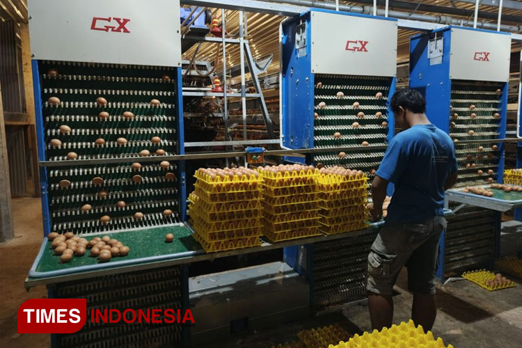 Account Representative berkunjung ke salah satu industri peternakan ayam di Kecamatan Blimbingsari, Banyuwangi. (FOTO: AJP TIMES Indonesia)