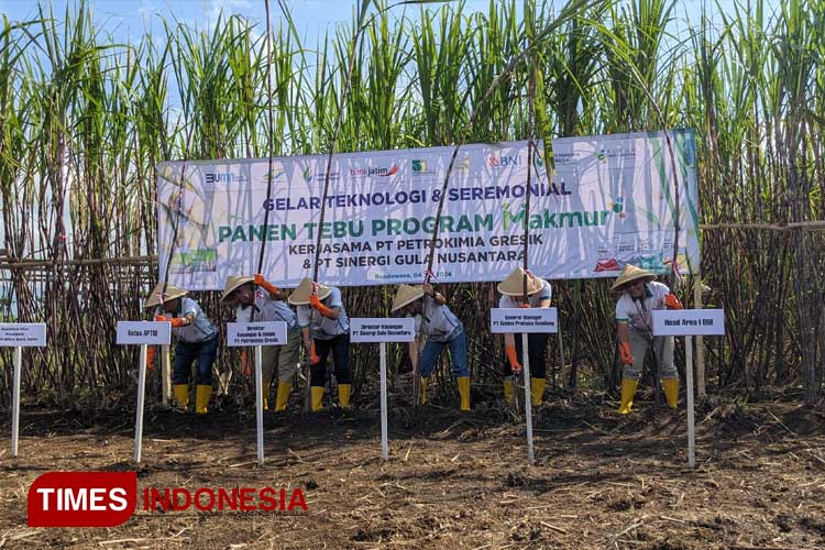 PT Petrokimia Gresik dan PT Sinergi Gula Nusantara (SGN) melakukan gelar teknologi dan seremonial panen tebu program Makmur, di Desa Mangli Wetan Kecamatan Tapen Bondowoso. (FOTO: Moh Bahri/TIMES Indonesia)