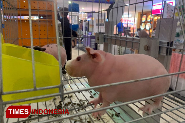Keunikan Skinny Pig, Marmut Tanpa Bulu di IndoPetstival Malang
