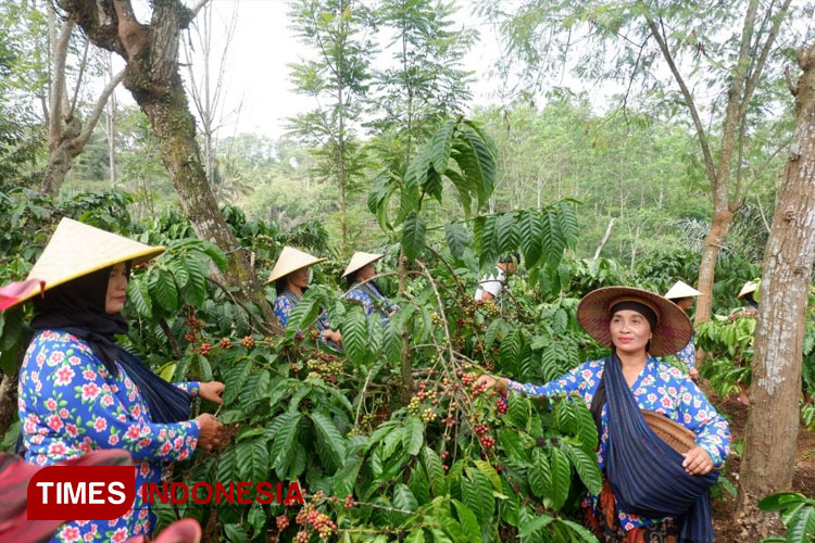 Ritual petik kopi yang sudah ada sejak 1870. (FOTO: AJP TIMES Indonesia)