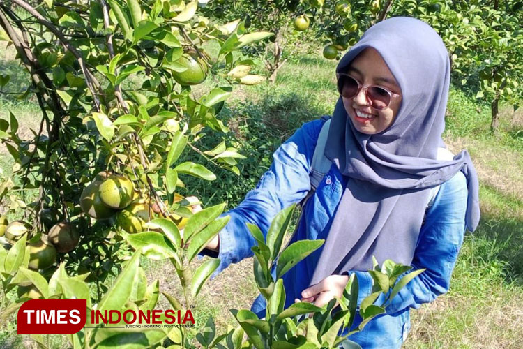 Salah satu pengunjung Taman Wisata Petik Jeruk di Polije. (Foto: Humas Polije)