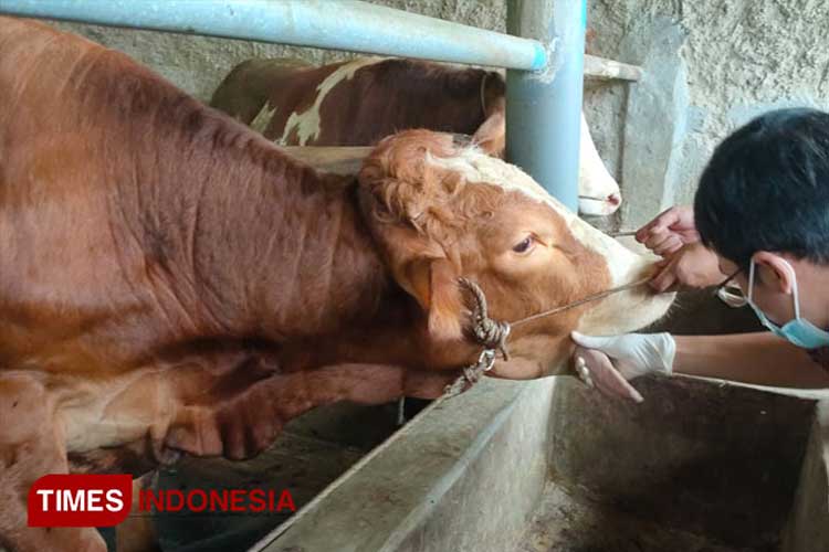 Wabah PMK Serang Kapanewon Kretek Bantul, 58 Sapi Terjangkit