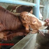 Wabah PMK Serang Kapanewon Kretek Bantul, 58 Sapi Terjangkit