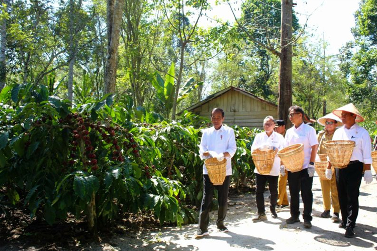 Presiden Jokowi di dampingi oleh Menteri Pertanian Andi Amran Sulaiman, Menteri Perdagangan Zulkifli Hasan, Menteri Kesehatan Budi Gunadi Sadikin tengah melakukan panen kopi bersama petani kopi di Desa Kembahang Kabupaten Lampung Barat.