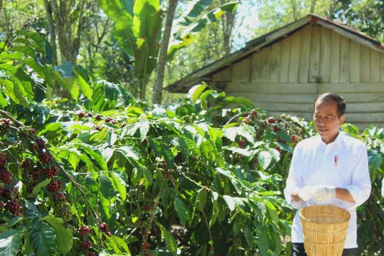Presiden Jokowi: Stok Pupuk Tersedia untuk Produksi Petani