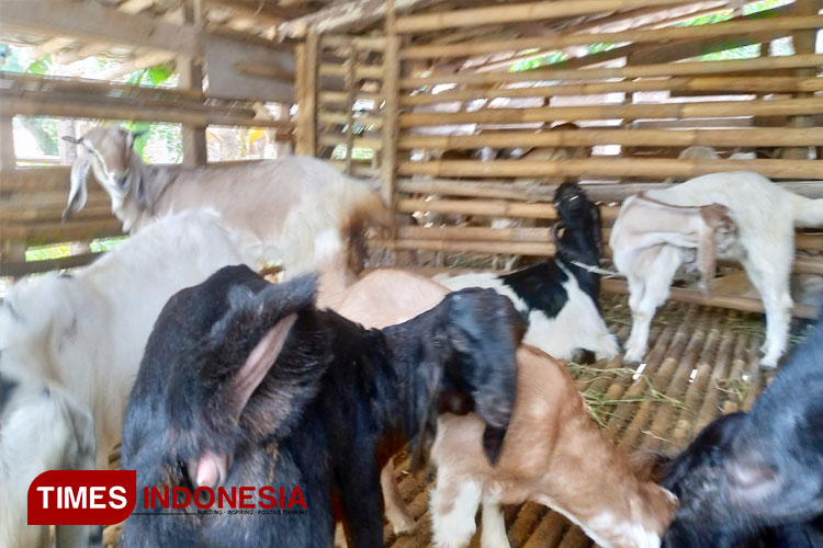 Puluhan-kambing-2.jpg